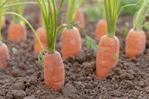 close-up of carrots planted in an organic vegetable garden