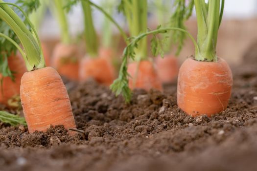 close-up of carrots planted in an organic vegetable garden