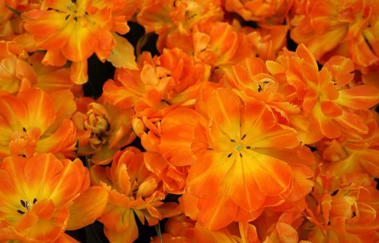 Double orange tulip with a yellow heart at the end of its blooming period. Springtime background