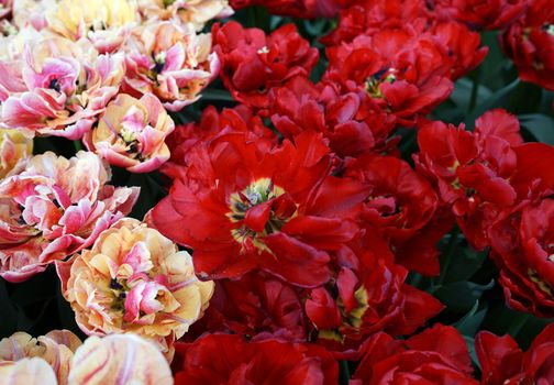 Double tulips at the end of their blooming period. Red and pink springtime background. Location: Keukenhof, Netherlands