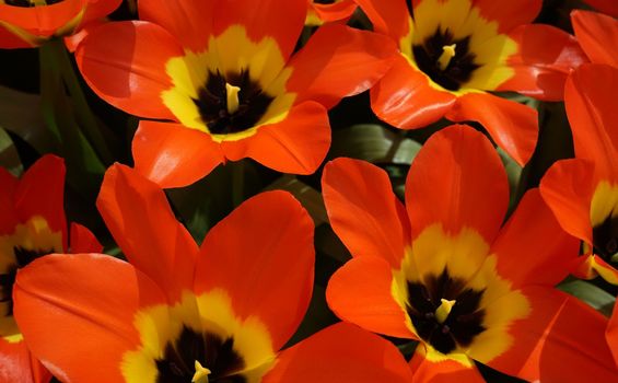 Orange  fosteriana tulip with a yellow heart. Bright colored spring background.