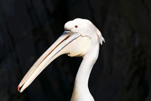 Great white pelican on dark background. Bird head with red eyes and neck in sunlight. Pelecanus onocrotalus
