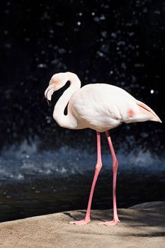 Flamingo with neck down standing near the water and warming in bright sunlight