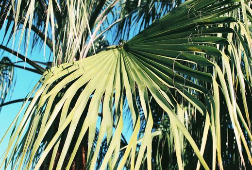 From below of tall green palm trees growing in tropical garden against cloudless blue sky on sunny day