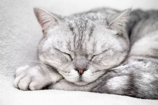 scottish straight cat is sleeping. Close-up of the muzzle of a sleeping cat with closed eyes. Against the backdrop of a light blanket. Favorite pets, cat food