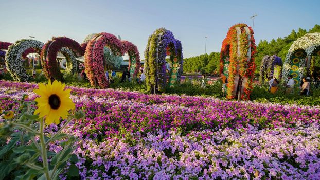 Dubai Miracle Garden in the UAE. It has over 45 million flowers.