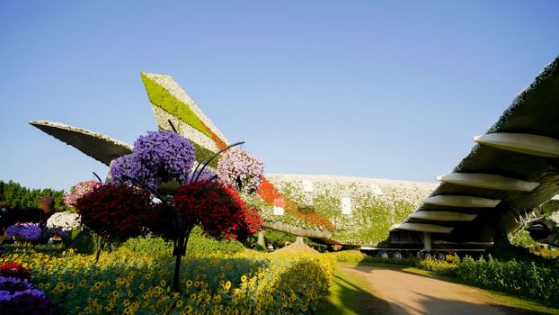 Dubai miracle garden: the world's largest natural flower garden. Setting real aircraft structure covered with flowers