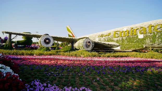 Dubai miracle garden: the world's largest natural flower garden. Setting real aircraft structure covered with flowers