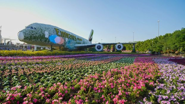 Dubai miracle garden: the world's largest natural flower garden. Setting real aircraft structure covered with flowers