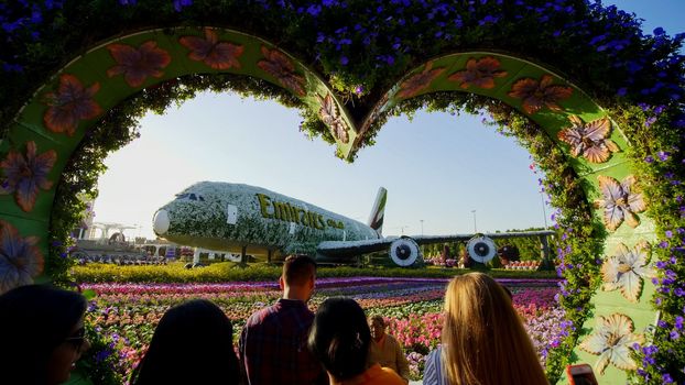 Dubai miracle garden: the world's largest natural flower garden. Setting real aircraft structure covered with flowers