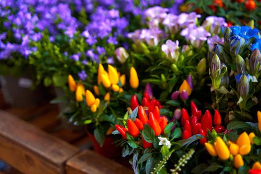 small pots of blooming colorful flowers on the shelf of a flower shop.