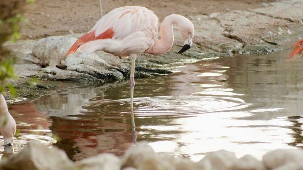 Pink flamingo by the river in Africa