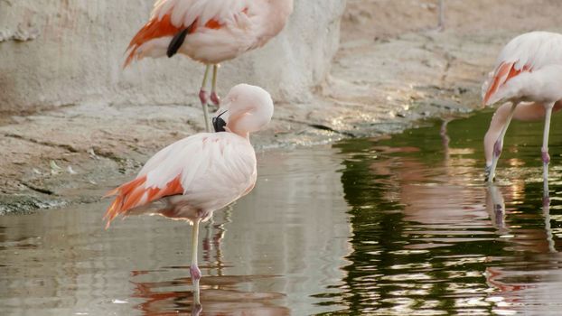 Pink flamingo by the river in Africa