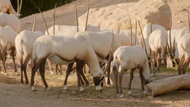 White oryx arabian in the zoo of the arab emirates