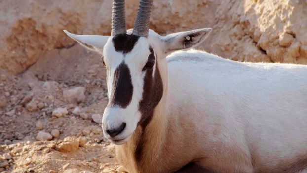 White oryx arabian in the zoo of the arab emirates