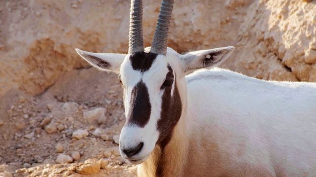 White oryx arabian in the zoo of the arab emirates