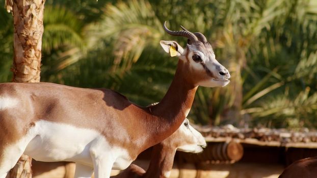 Gazelle in the zoo of the arab emirates