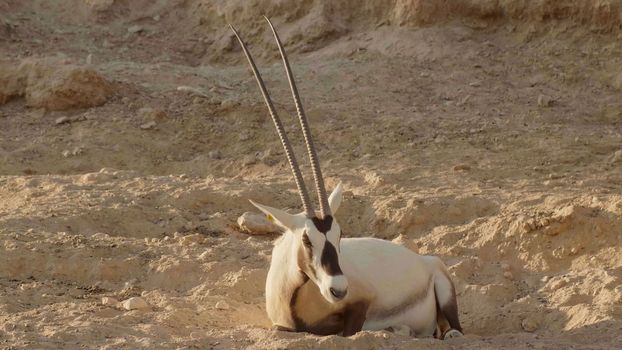 White oryx arabian in the zoo of the arab emirates