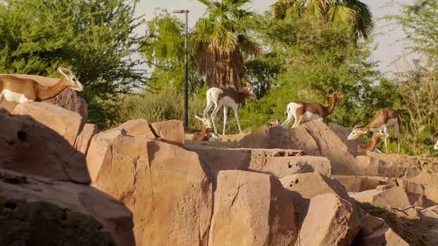 Gazelle in the zoo of the arab emirates