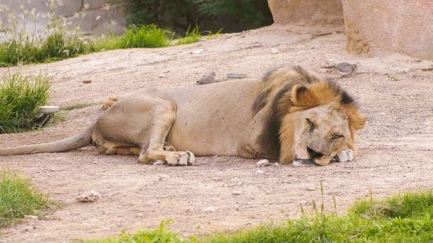 A thin lion sleeps in a zoo
