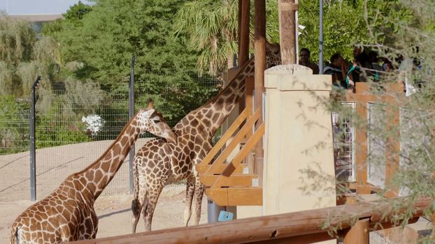 Giraffes in the zoo on a sunny day.