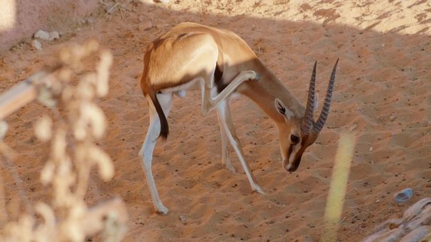 Gazelle in the zoo of the arab emirates