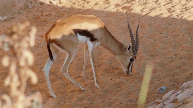 Gazelle in the zoo of the arab emirates