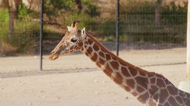 Beautiful giraffe in the zoo on a sunny day