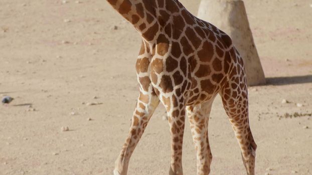 The body of a giraffe in the zoo on a sunny day