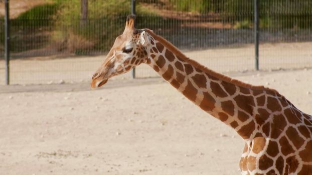 Beautiful giraffe in the zoo on a sunny day