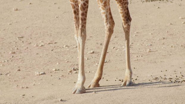 Feet of a giraffe in a zoo on a sunny day