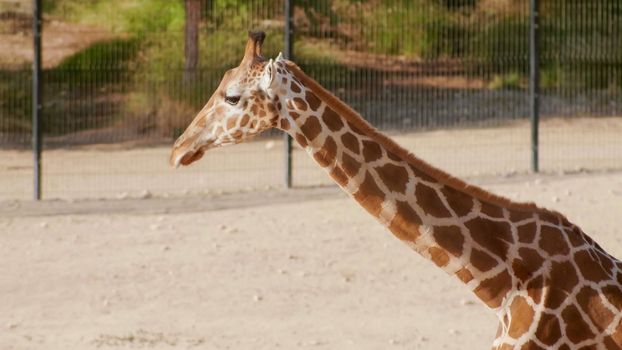 Beautiful giraffe in the zoo on a sunny day