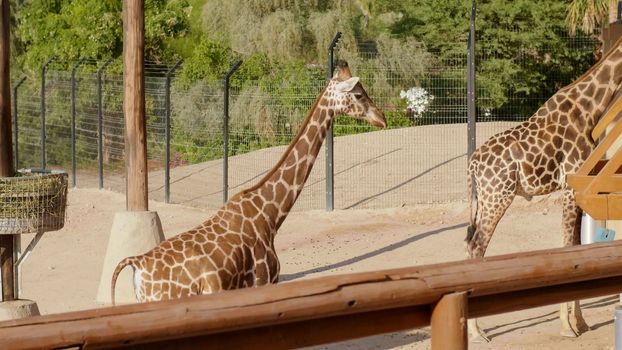 Beautiful giraffe in the zoo on a sunny day