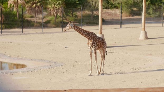 Beautiful giraffe in the zoo on a sunny day