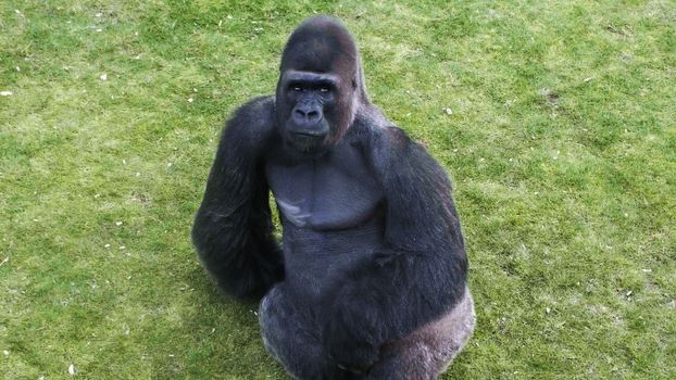 Black gorilla sits on the grass in zoopark