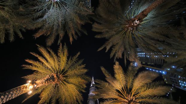 Garlands shine on the palm trees in Dubai at night