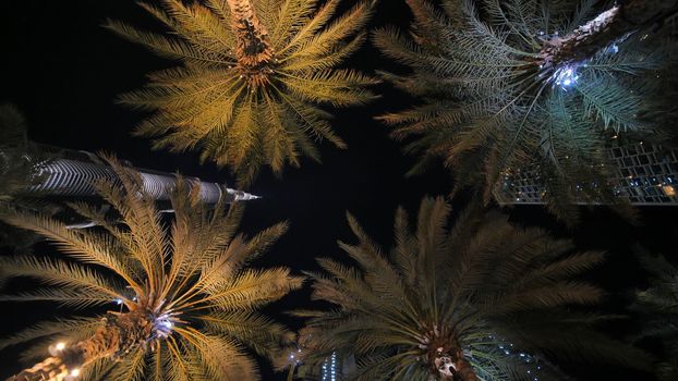 Garlands shine on the palm trees in Dubai at night