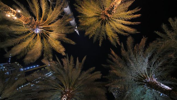 Garlands shine on the palm trees in Dubai at night