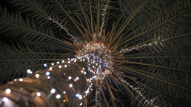 Garlands shine on the palm trees in Dubai at night