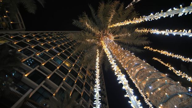 Garlands shine on the palm trees in Dubai at night