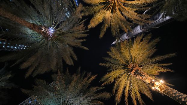 Garlands shine on the palm trees in Dubai at night
