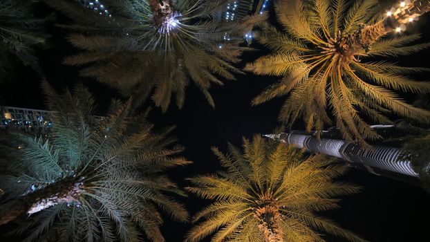 Garlands shine on the palm trees in Dubai at night