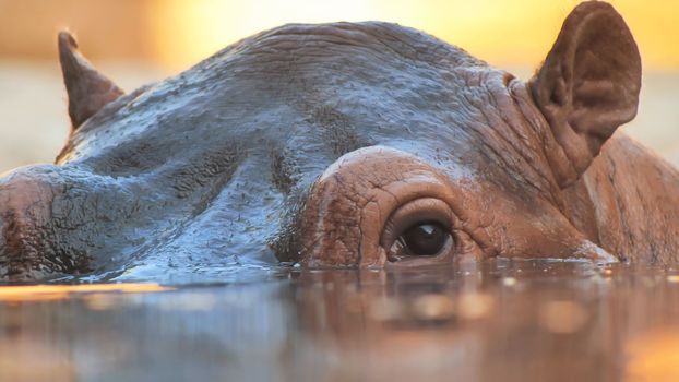 Hippo swims in the river in the evening. Face close up.