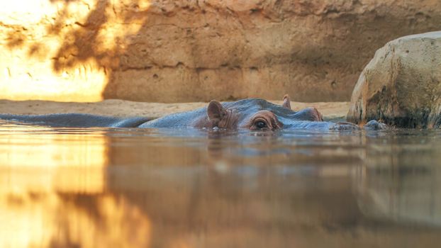 Hippo swims in the river in the evening. Face close up.