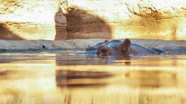 Hippo swims in the river in the evening. Face close up.