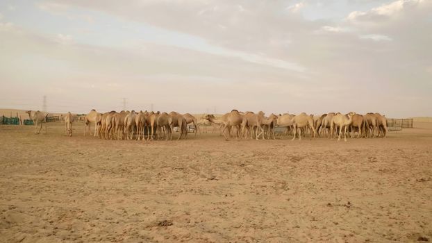 Camel farm in the Arabian desert near Dubai