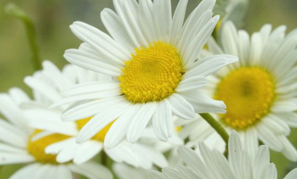 Close up view of the chamomile in summer on the meadow by blowing wind. Macro shooting. Seasonal scene. Natural background