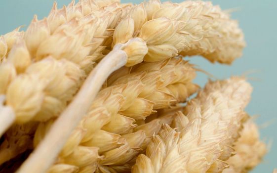 Macro shot of dry wheat ears. Cereals extreme close up