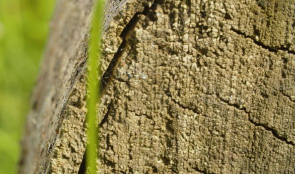 Close up view of old cracked wood cut. Macro shooting Abstract textured background