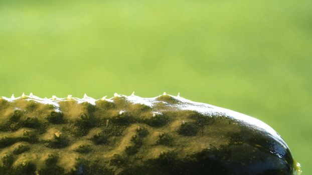 Macro shot of a cucumber in the garden at summer day. Healthy fresh food concept. Green natural background